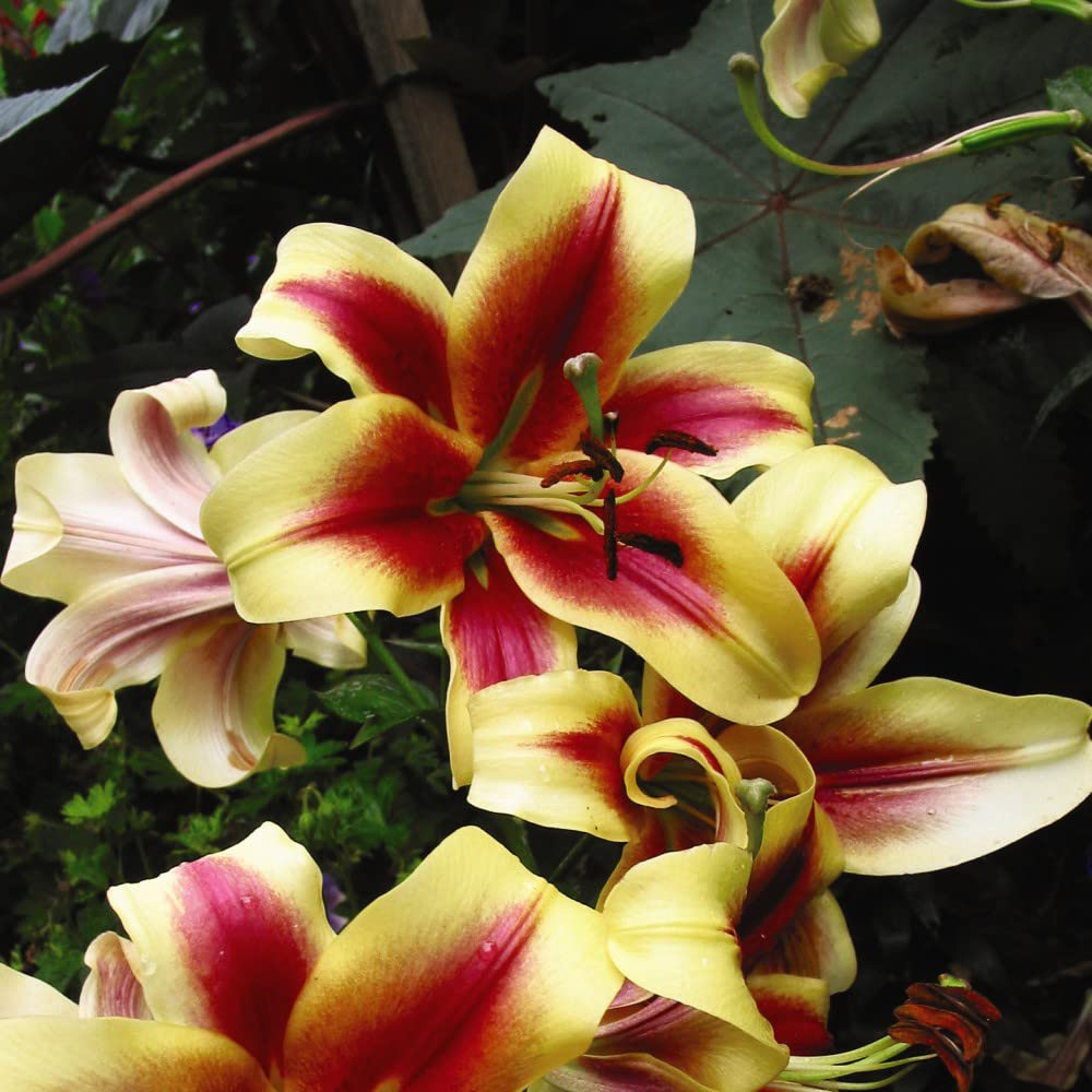 Thompson & Morgan Tree Lily Starburst Planting Bulb 3 Pack Image 1