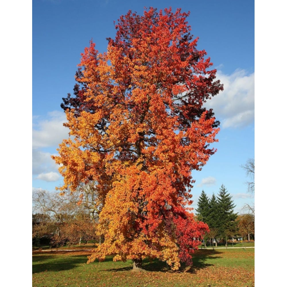 Inspirational Gifting Liquidamber Bare Root Sapling 30-60cm 10 Pack Image 3