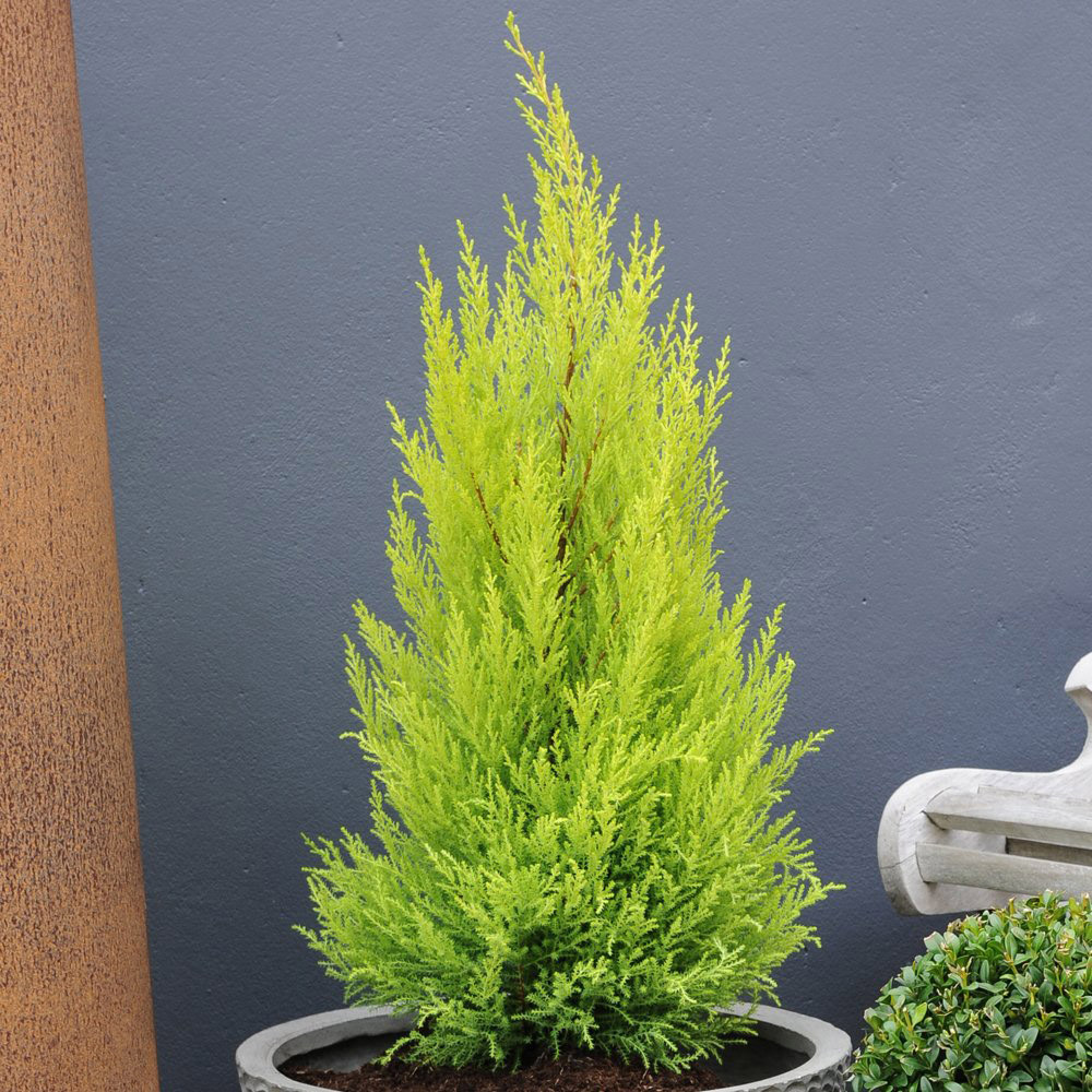 Thompson and Morgan Cupressus Goldcrest Wilma Plant Pot 10.5cm Image 4