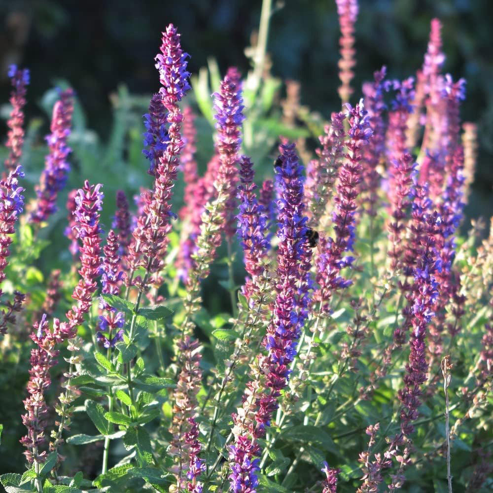 Thompson and Morgan Nurserymans Choice Perennial Cottage Garden Plant Pot 9cm x 9 Image 9