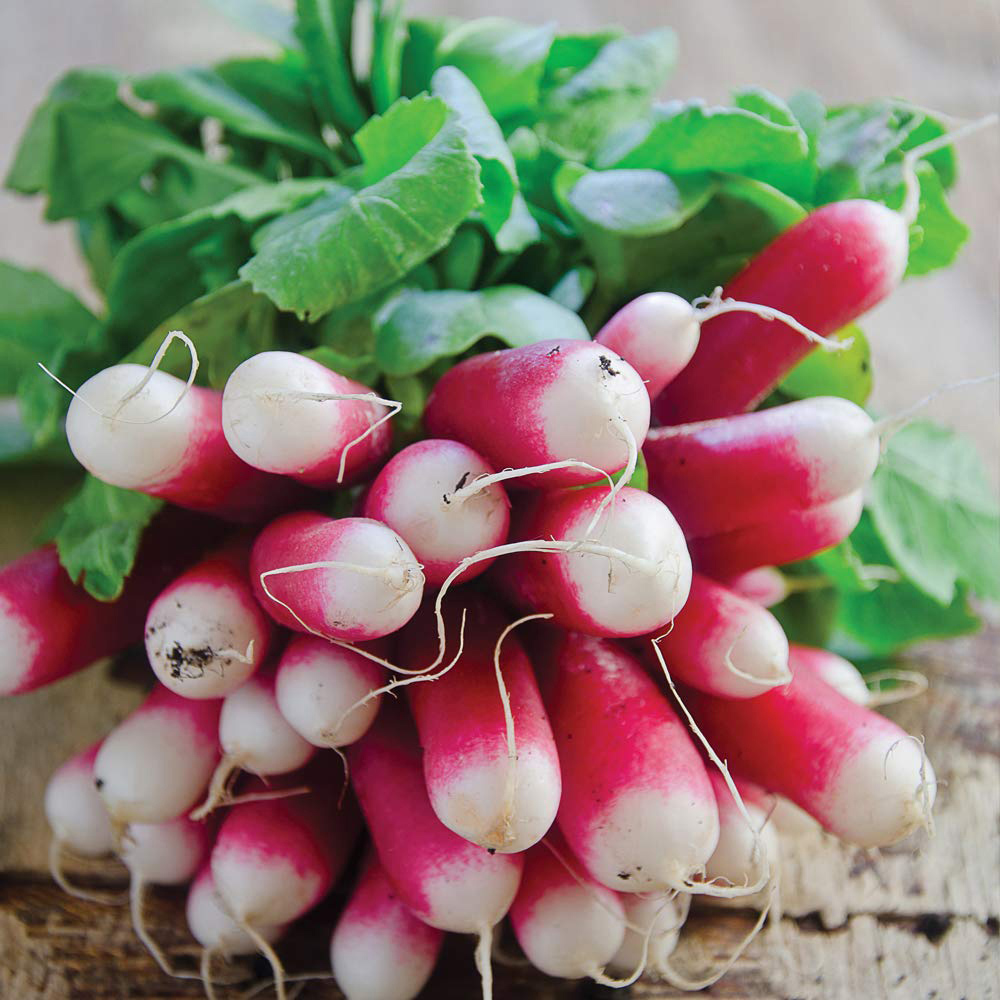 Thompson & Morgan Radish French Breakfast 3 Seeds Image 1
