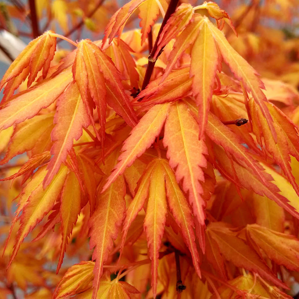 YouGarden Acer Colourful Collection Plant Pot 1.5L 3 Pack Image 2