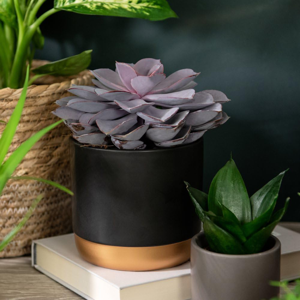 Thompson and Morgan Bedroom Bundle Collection Potted Plant 12cm 5 Pack Image 4