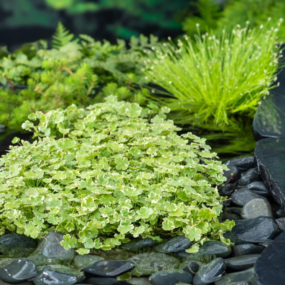 Thompson and Morgan Hydrocotyle Sibthorpioides Variegata Plant Basket 11cm Image 2