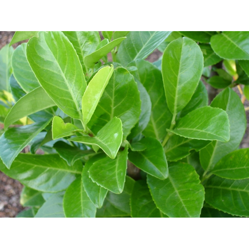 Inspirational Gifting Laurel Evergreen Bare Root Hedge Plant 3ft 5 Pack Image 4