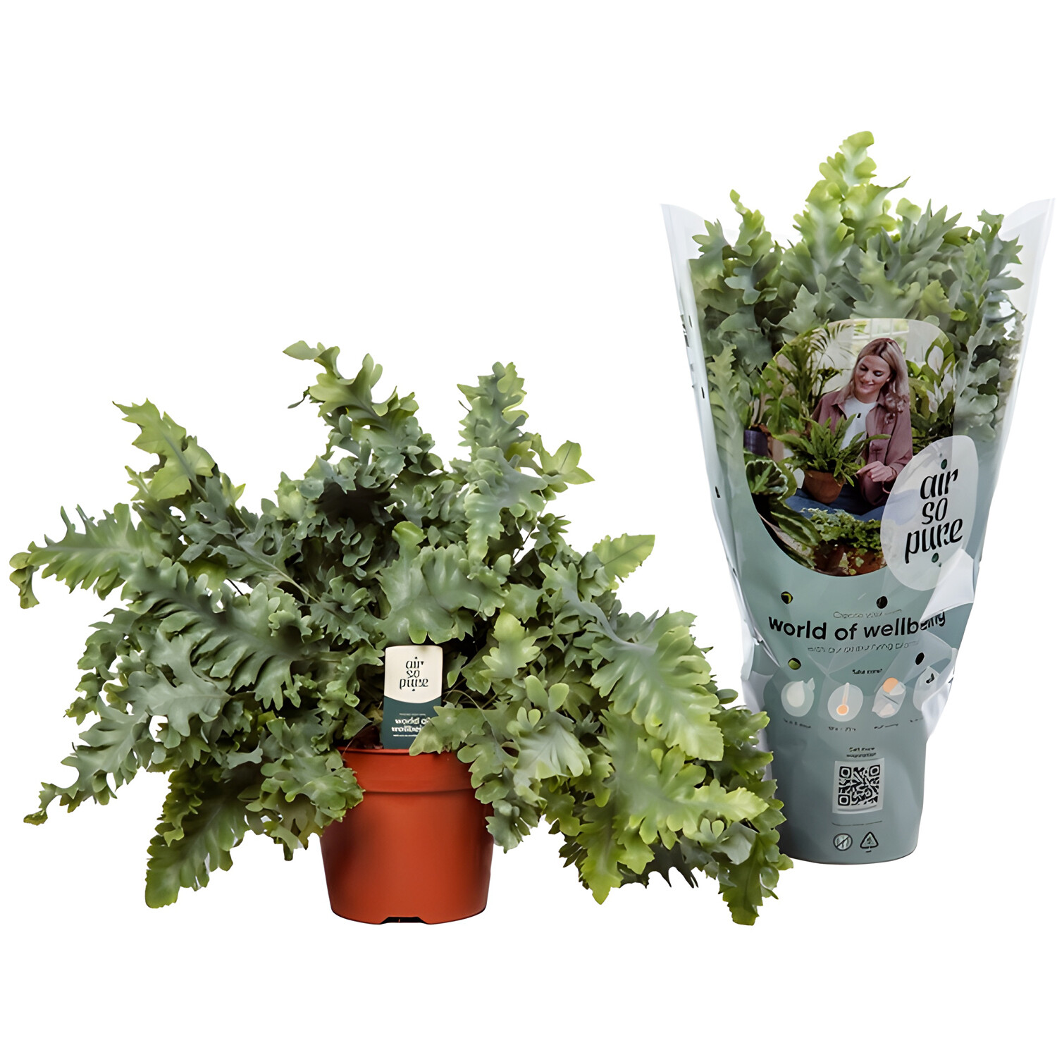 Air So Pure Phlebodium Davana Houseplant 17cm Image