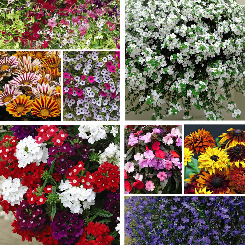 Thompson and Morgan Nurserymans Choice Annual Bedding Mixed Plant Plugs 6 Pack Image 1