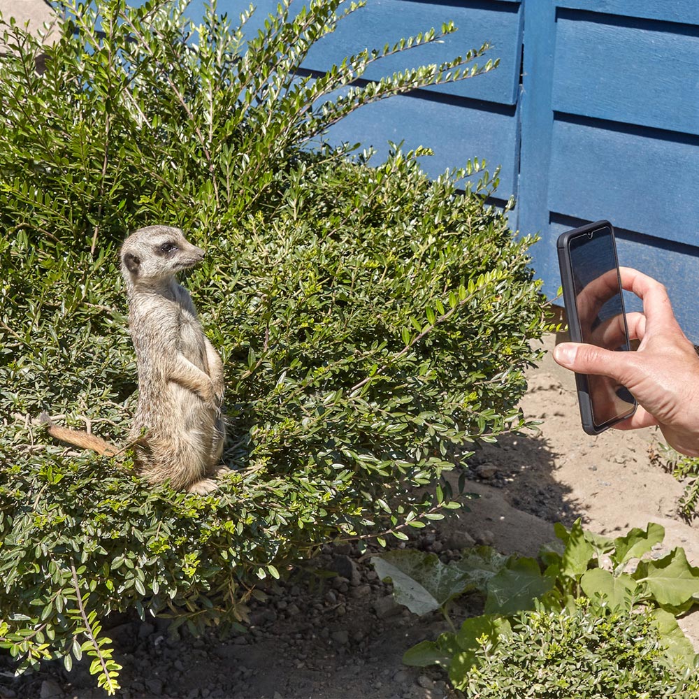 Activity Superstore Meerkat Encounter Gift Experience 2 Pack Image 4
