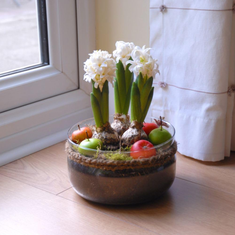 Thompson and Morgan Christmas Gift 3 Hyacinth in Lit Glass Bowl Image 4