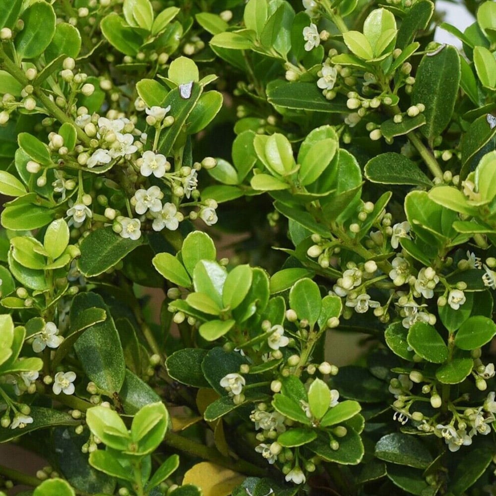 Inspirational Gifting Ilex Crenata Green Hedge Plant 20-30cm 5 Pack Image 5