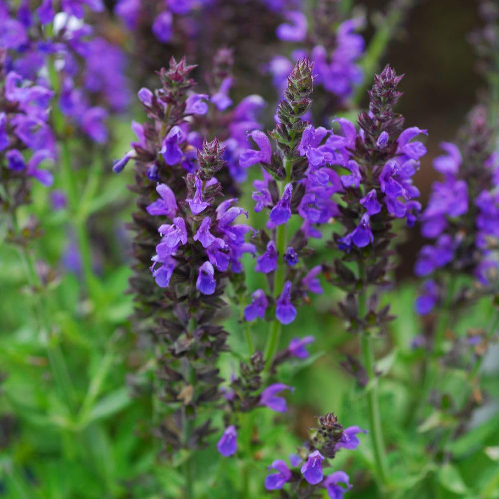 Thompson and Morgan Salvia Nemorosa Marcus Plant Pot 9cm 2 Pack Image 2
