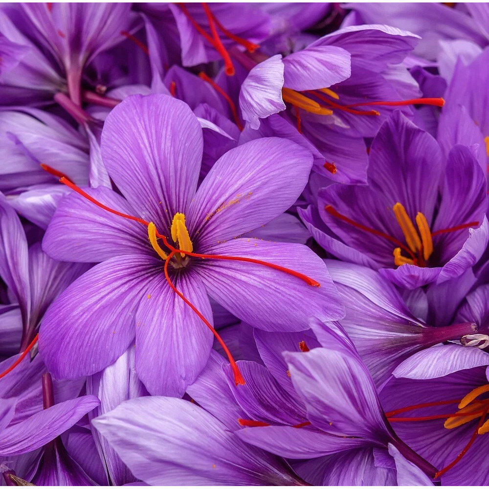 Thompson and Morgan Crocus Saffron Sativus Planting Bulb 40 Pack Image 1