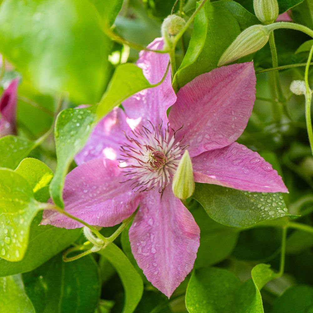 Thompson and Morgan Clematis Pink Fantasy Plant Pot 7cm 3 Pack Image 2