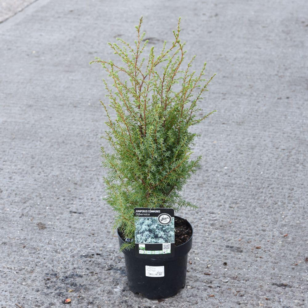 Thompson and Morgan Juniperus Communis Hibernica Plant Pot 9cm 2 Pack Image 2