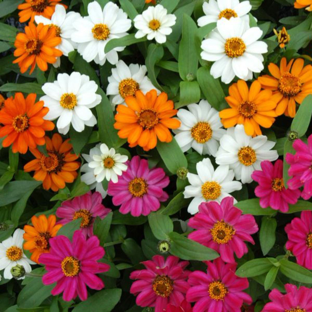 Thompson and Morgan Zinnia Profusion Mixed Garden Ready Plant 30 Pack Image 1
