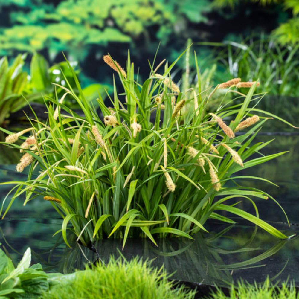 Thompson and Morgan Carex Pendula Plant Pot 9cm 3 Pack Image 6