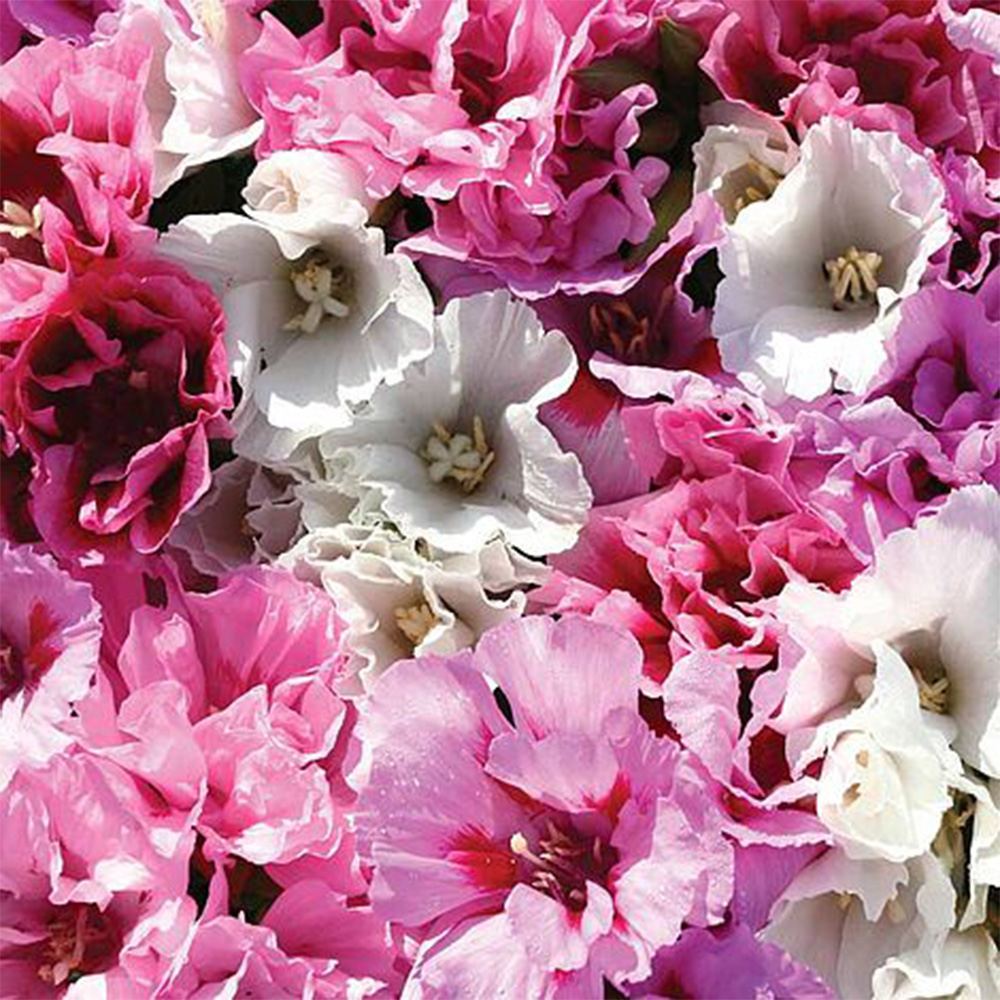 Thompson & Morgan Godetia Pastel Posies Mixed Seed Packet Image