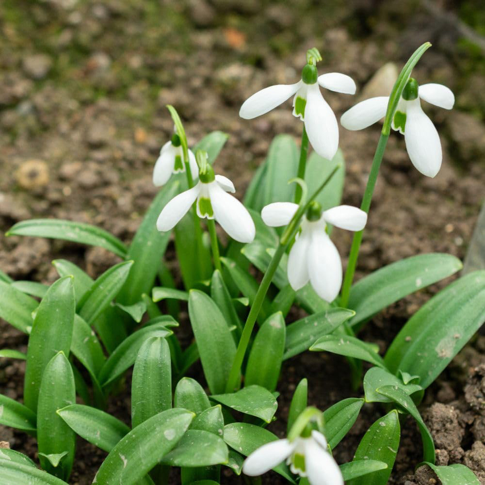 Thompson and Morgan Galanthus Snowdrop Ikariae Planting Bulb 20 Pack Image 1
