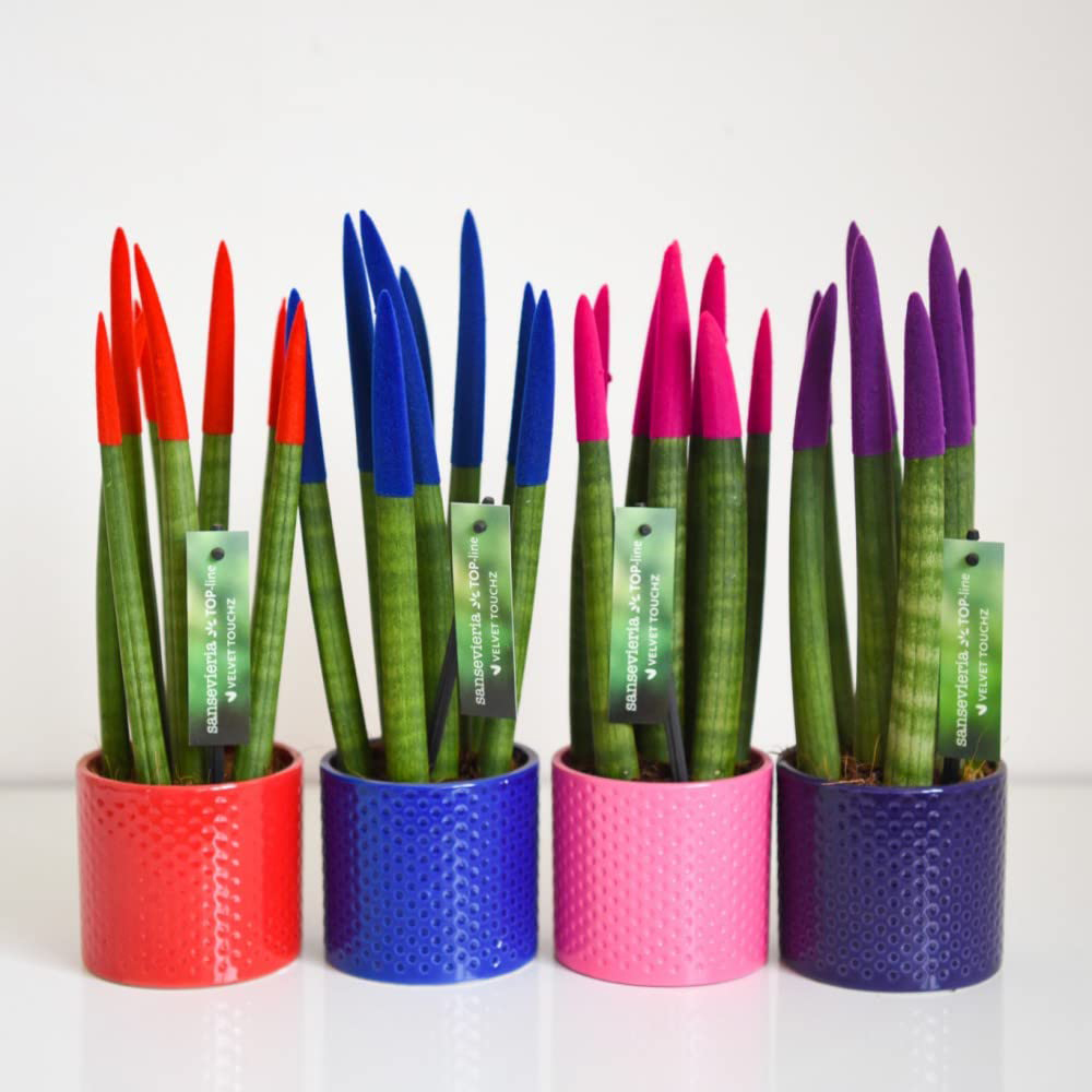 Thompson and Morgan Sansevieria Cylindrica Straight Colour Tips Plant Pot 9cm Image 2