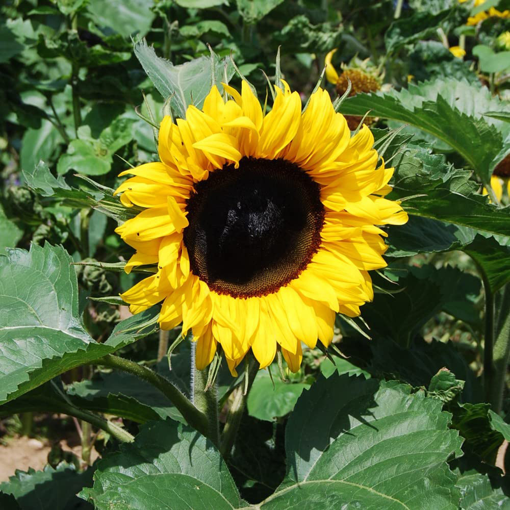 Thompson & Morgan Sunflower Little Dorrit F1 Hybrid Seeds Image 4