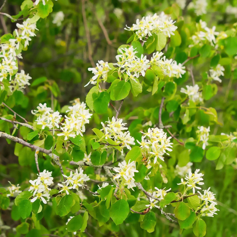 Thompson and Morgan Snowy Mespilus Amelanchier Canadensis Hedge Bare Root Tree Image