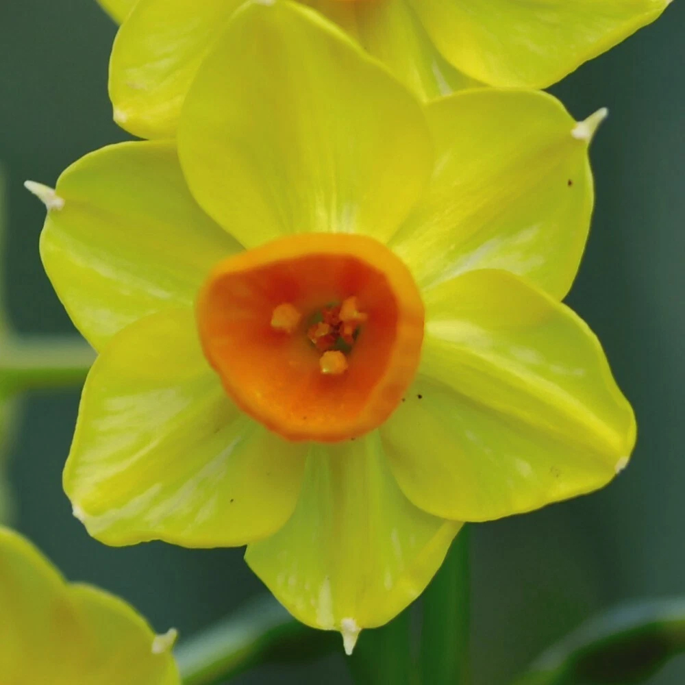 Thompson and Morgan Daffodil Golden Dawn Planting Bulb 8 Pack Image 2