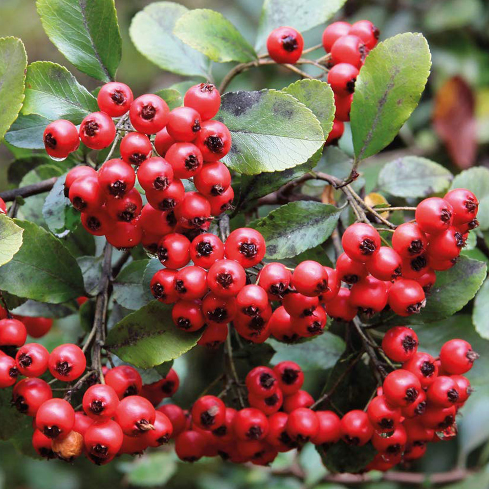 Thompson and Morgan Pyracantha Red Column Plant Pot 3L Image 1