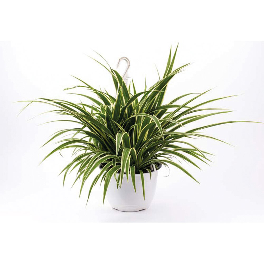 Thompson and Morgan Chlorophytum Spider Plant Comosum Variegatum Potted Plant 12cm 2 Pack Image 2