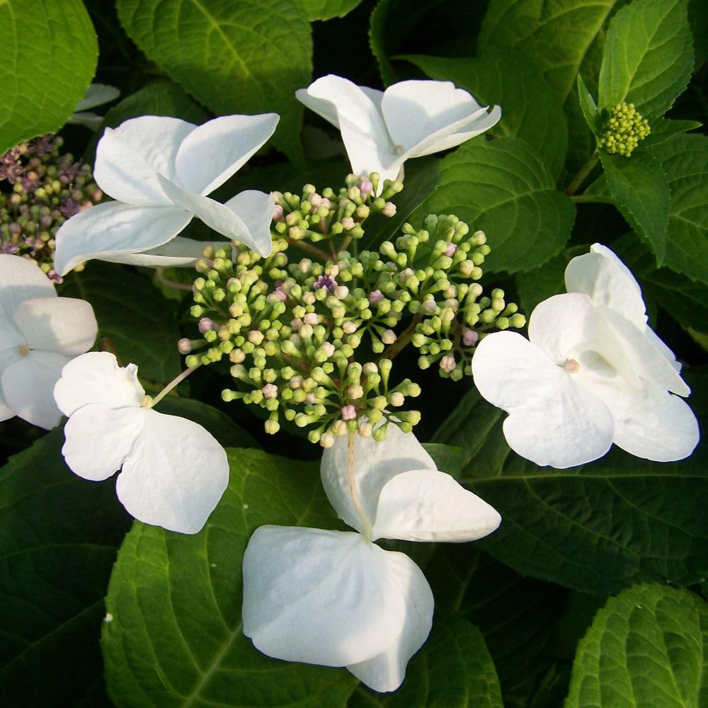 Thompson & Morgan White Hydrangea Macrophylla Teller Plant Pot 3L Image 1