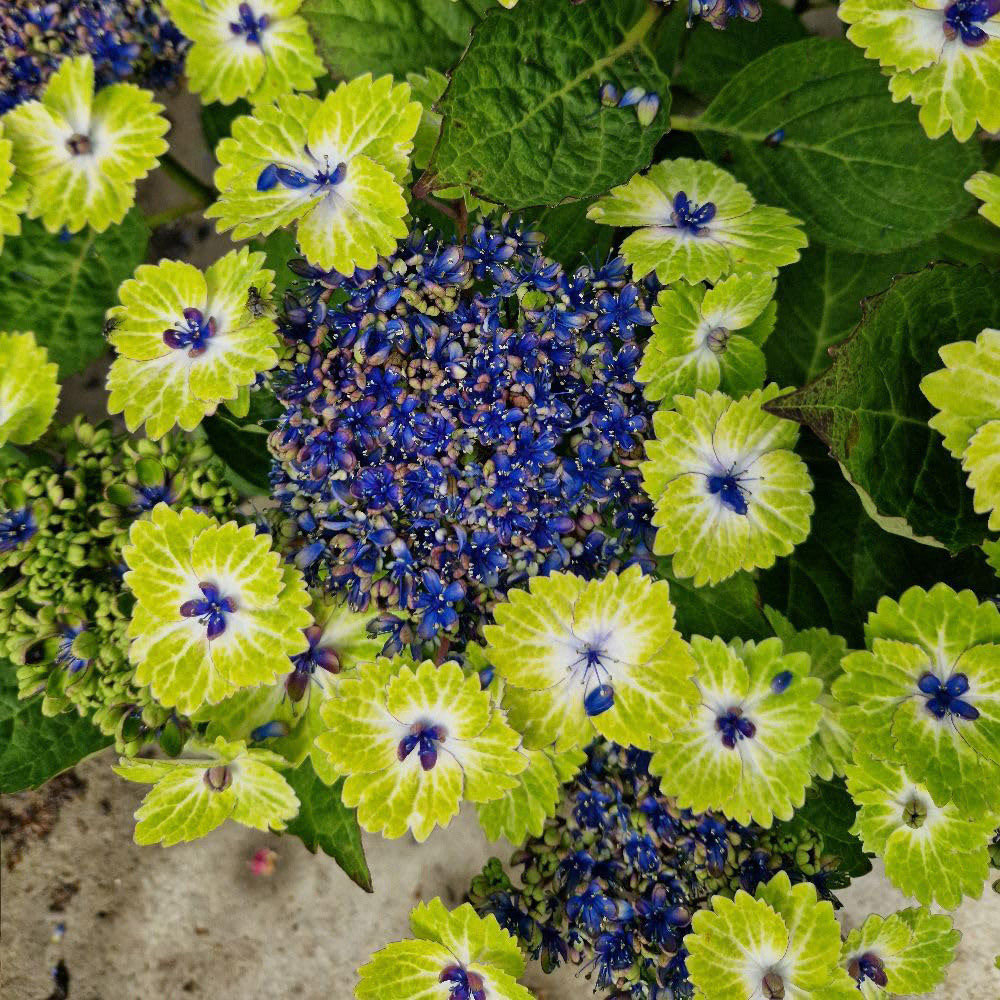 Thompson and Morgan Hydrangea Tellar Green Dream Collection Plant Pot 14cm 2 Pack Image 1