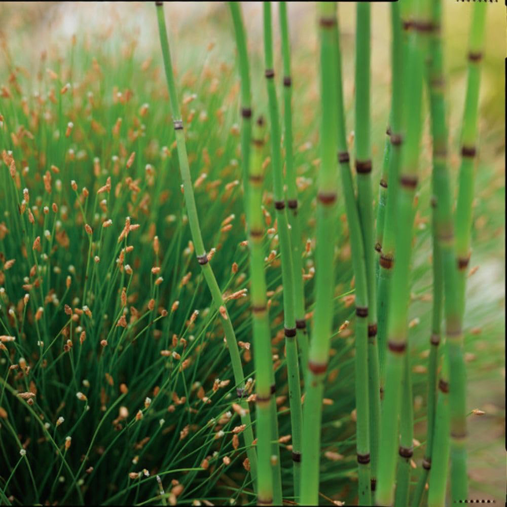 Thompson and Morgan Scirpus Isolepsis Plant Basket 11cm Image 5
