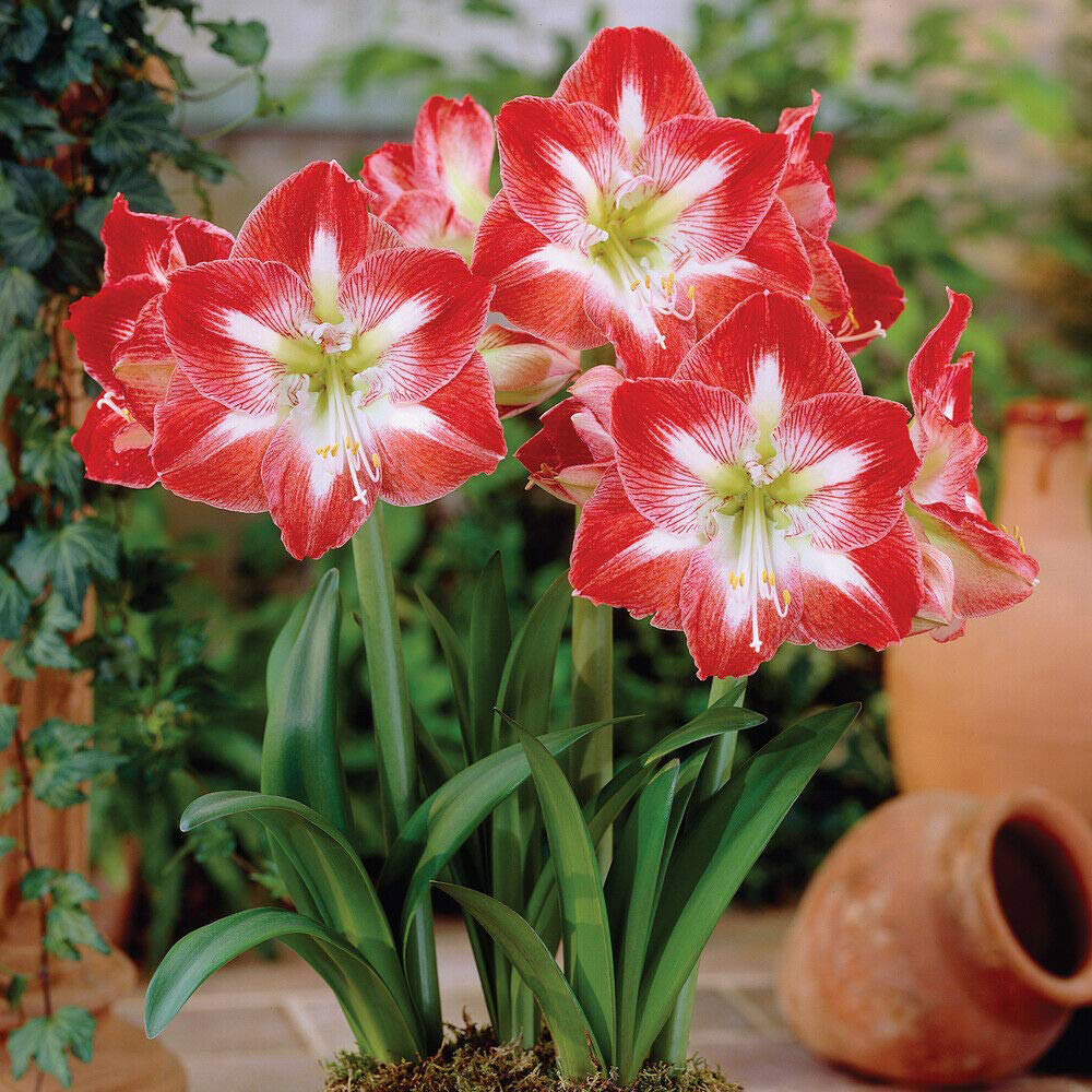 Thompson & Morgan Amaryllis Collection Planting Blulb 4 Pack Image 3