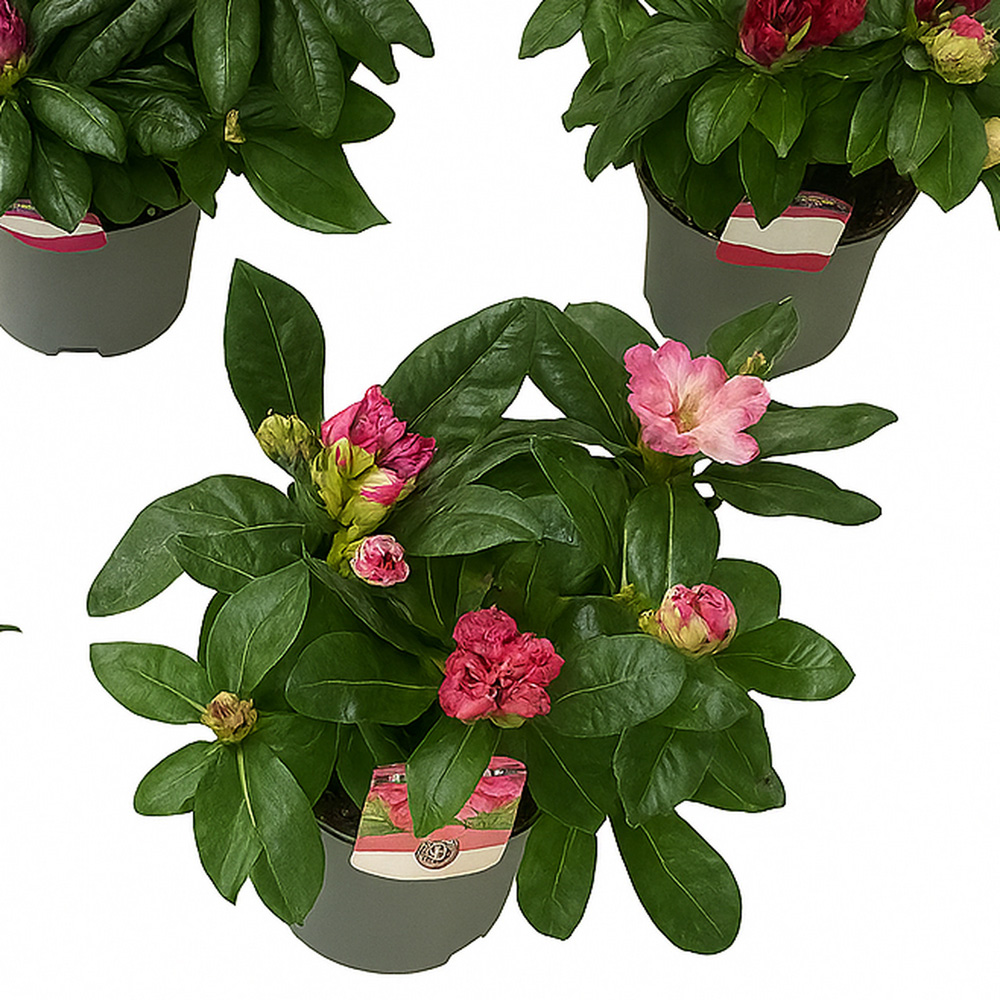 Rhododendron Flowering Plant Image 4