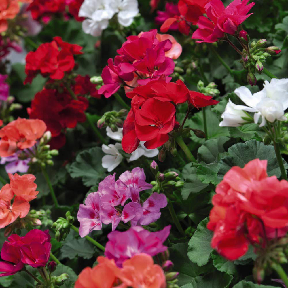 Thompson and Morgan Geranium Zonal JackPot Mixed Plant Plug 6 Pack Image 1