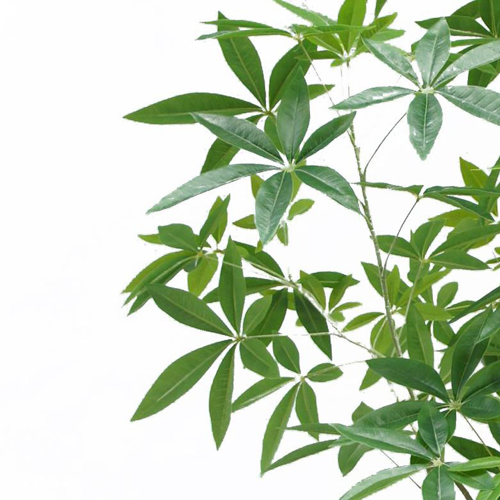 Botanik Pachira Money Tree Artificial Plant in Pot 6ft Image 2