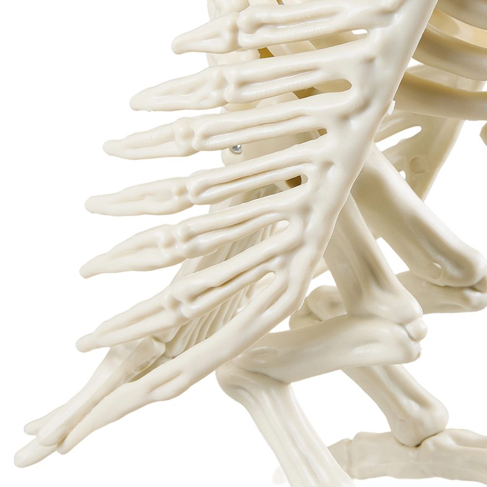 Living and Home Cream White Spooky Owl Skeleton Bone Statue Halloween Figurine 31.5cm Image 4