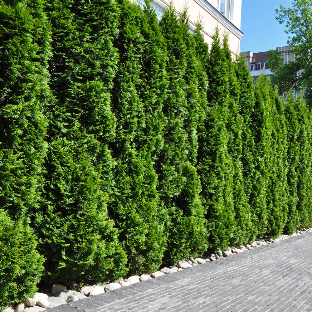 YouGarden Emerald Cedar Hedging Thuja Smaragd Plant Pot 9cm 12 Pack Image 2