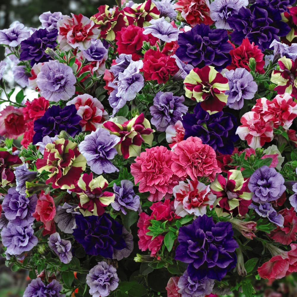 Thompson & Morgan Petunia Frills and Spills Collection in Hanging Basket 35cm Image 1