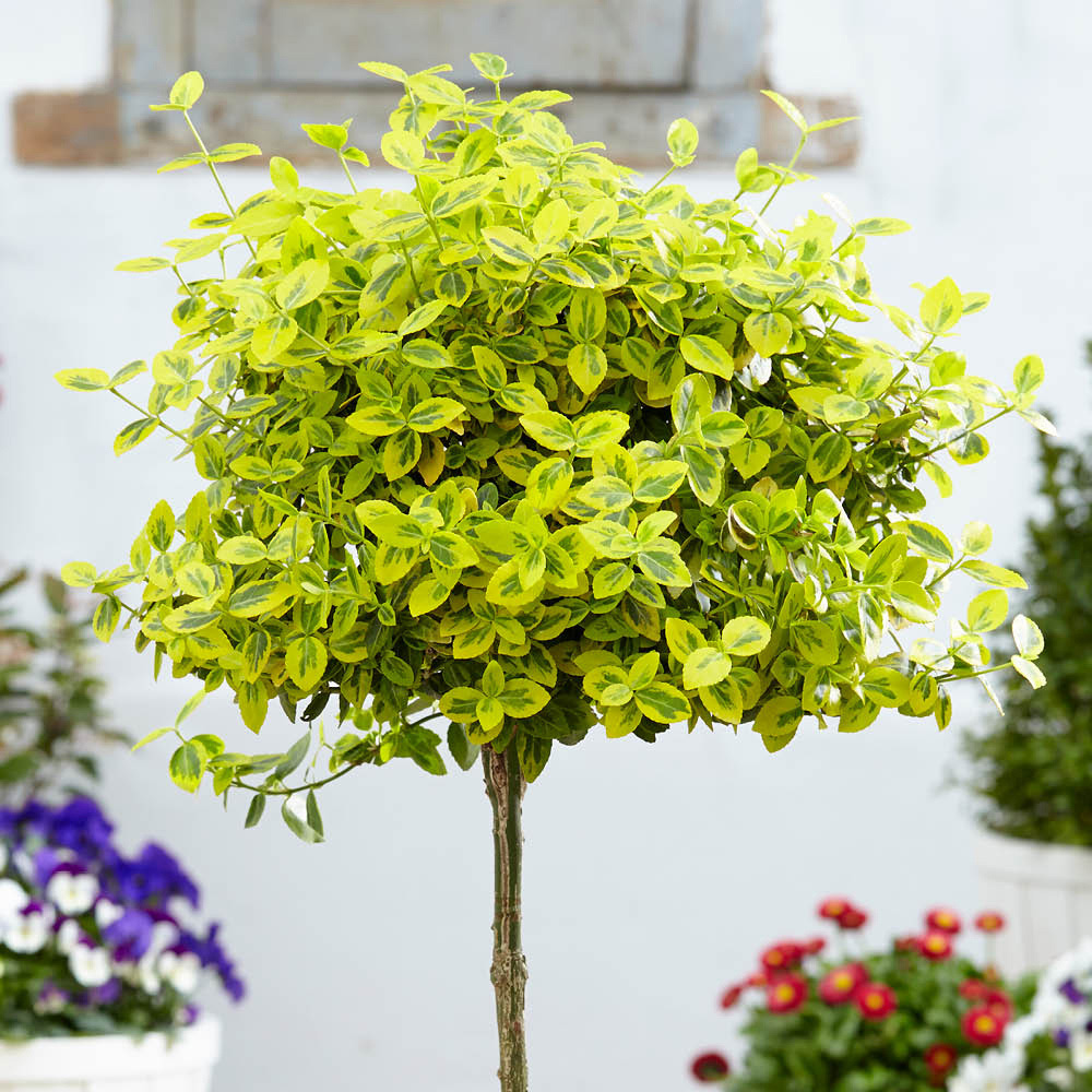 YouGarden Emerald and Gold Ornate Euonymus Trees 2 Pack Image 3