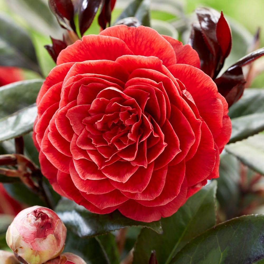 Thompson and Morgan Camellia Japonica Femme Fatale Plant Pot 15cm 2 Pack Image 1