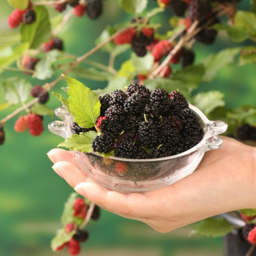 Thompson & Morgan Mulberry Morus Charlotte Russe Potted Plant 7cm 3 Pack Image 3