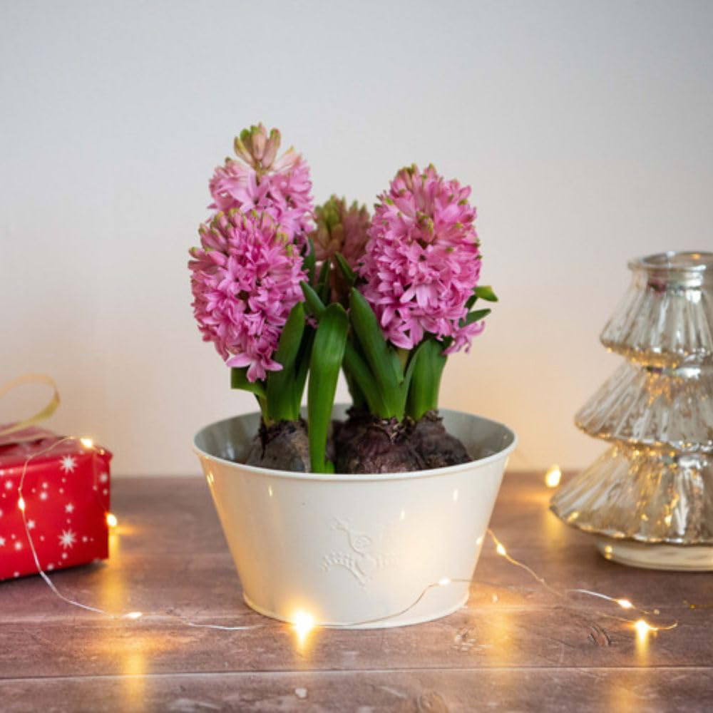 Thompson and Morgan Christmas Gift Hyacinth Scented Pink Pearl 5 Planting Bulb in Pot 16cm Image 5