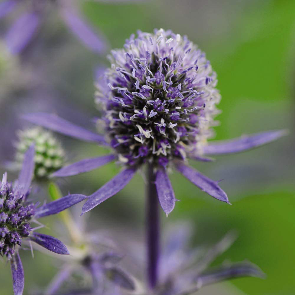 Thompson and Morgan Eryngium Planum Blue Hobbit Plant Pot 9cm Image 1