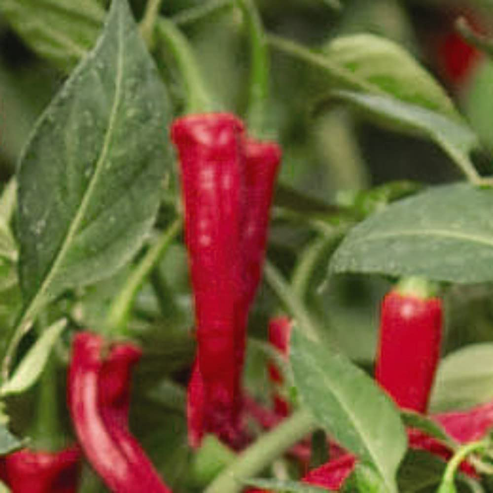 Thompson and Morgan Pepper Chilli Cayennetta Seeds Image 3