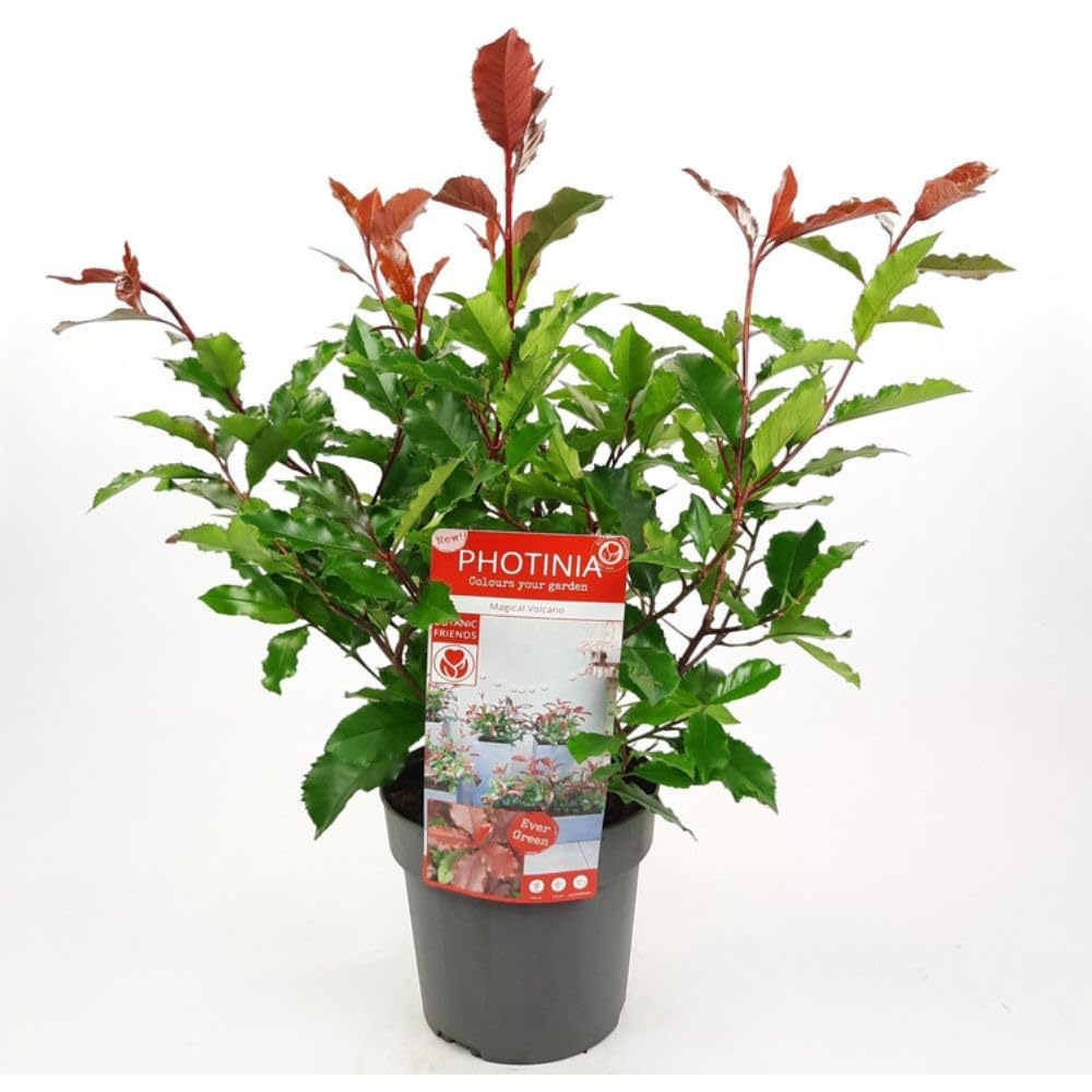 Thompson and Morgan Photinia x Fraseri Magical Volcano Plant Pot 9cm Image 2
