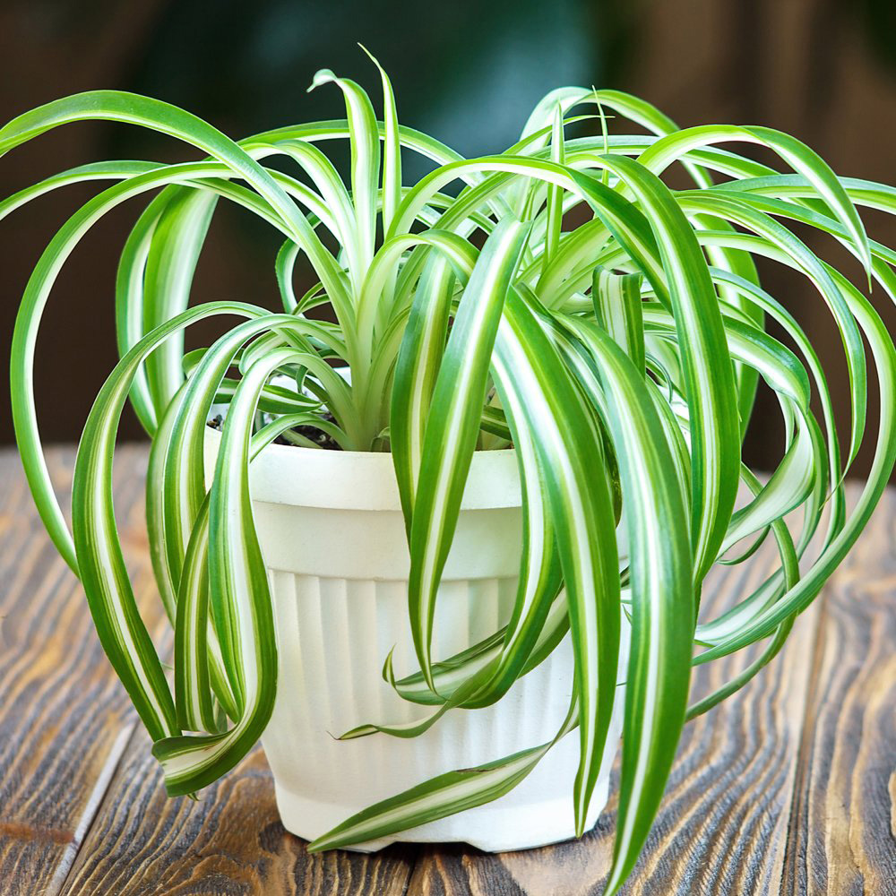 Thompson and Morgan Chlorophytum Spider Plant Comosum Variegatum Potted Plant 12cm Image 1