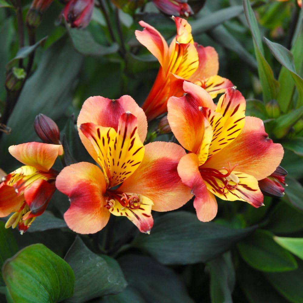 Thompson and Morgan Alstroemeria Hardy Summer Breeze Plug Plant Image 1