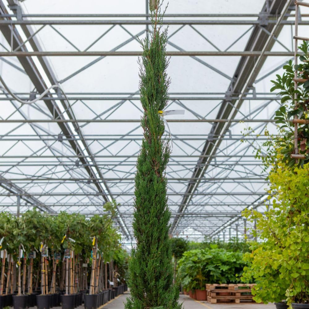 Thompson and Morgan Cupressus Sempervirens Pyramidalis Plant in Pot 18L Image 2