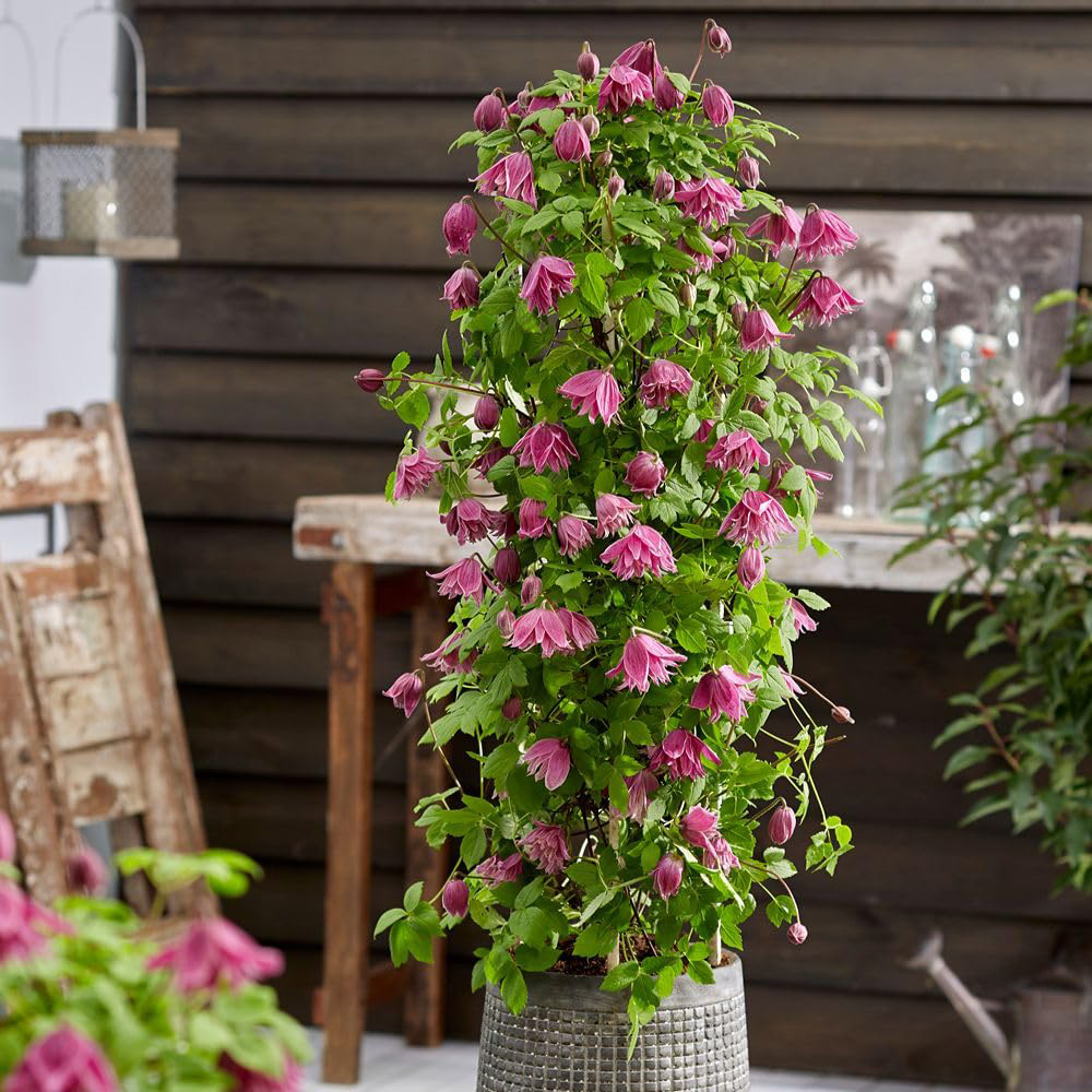 Thompson and Morgan Clematis Alpina Imke Plant Pot 9cm 2 Pack Image 2