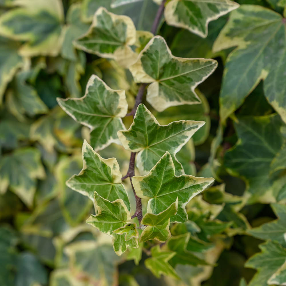 YouGarden Variegated Ivy Hedera Plant Pot 9cm 3 Pack Image 3